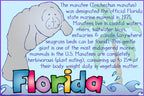 Florida Manatee facts made with cute clip art by DJ Inkers